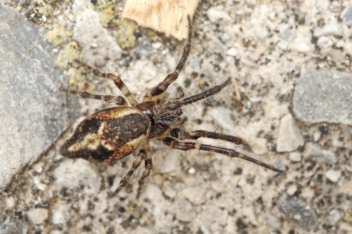 Cyclosa? S, Cyclosa cfr. conica - Portovenere (SP)